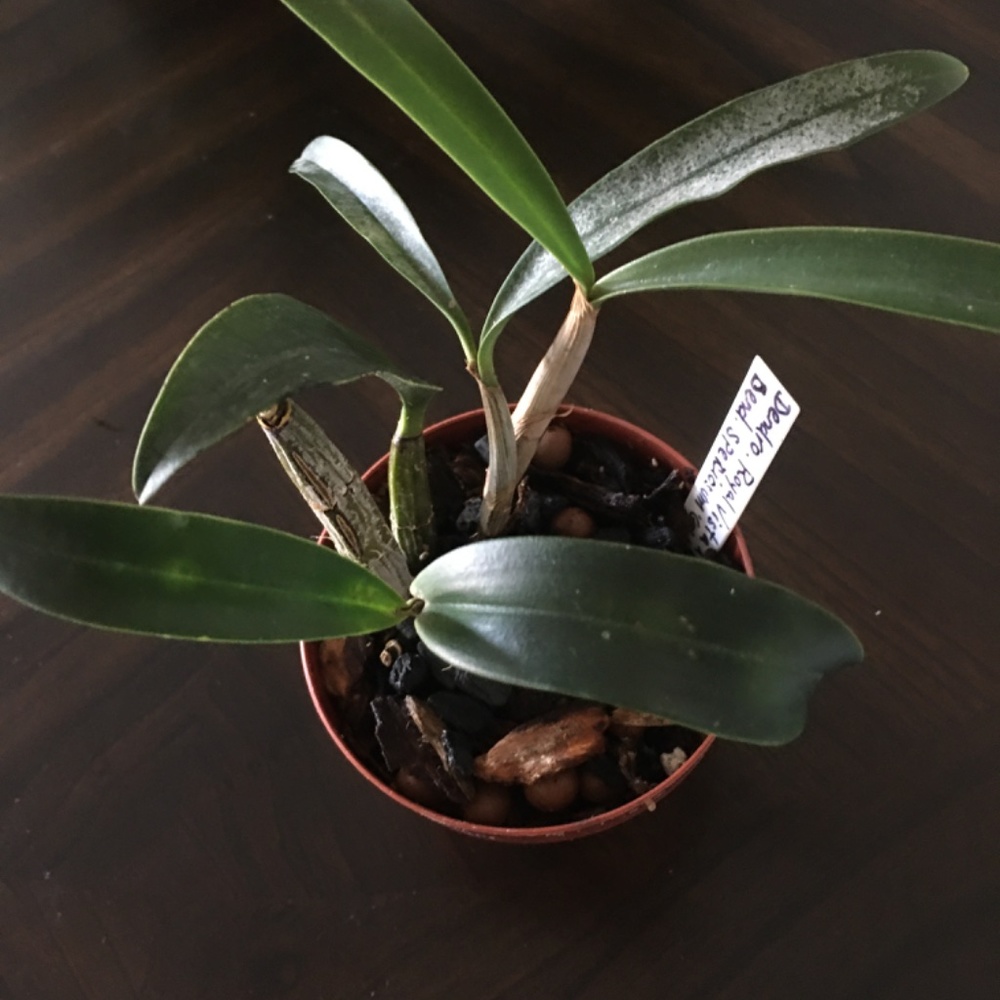 🌼 Rare Australian Dendrobium Orchid ( Only 1 offered this year)_ Collection #3. - Picture 3 of 13